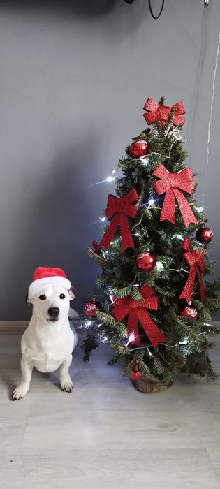 Кобель Джек Рассел в'язка.