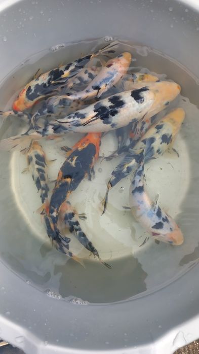 Карпи кої 10-30см