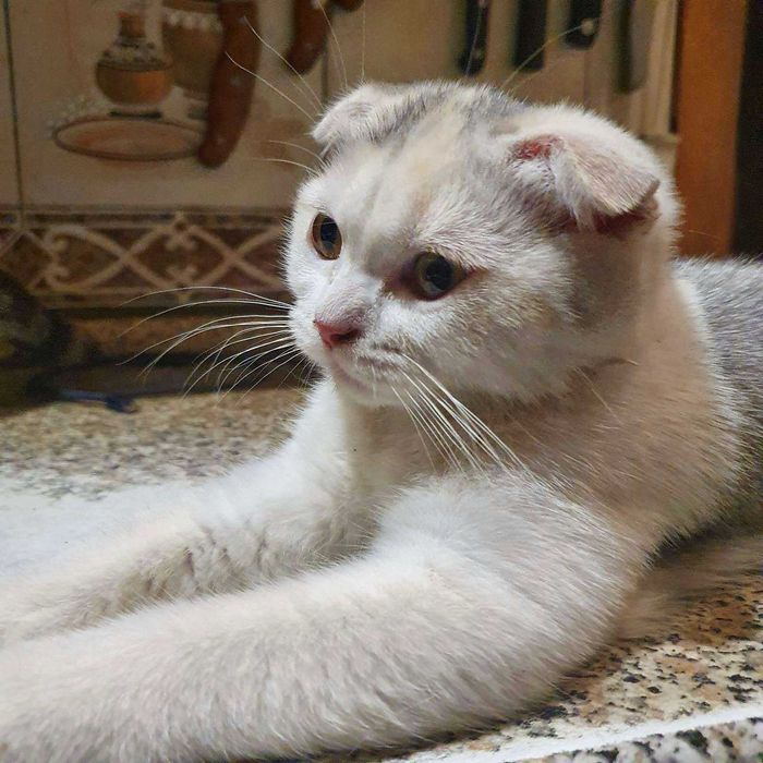 Кошеня, шотландська короткошерста віслоуха