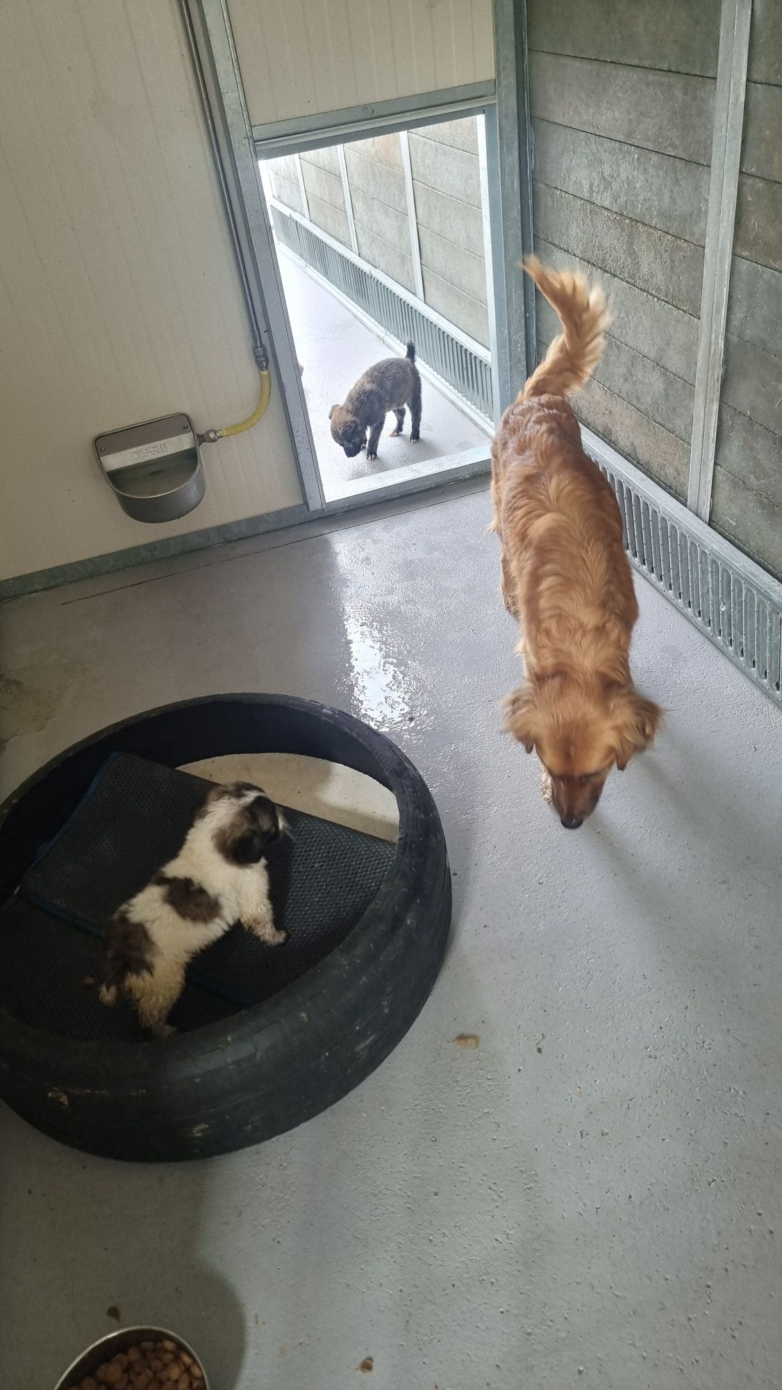 Cães para adoção