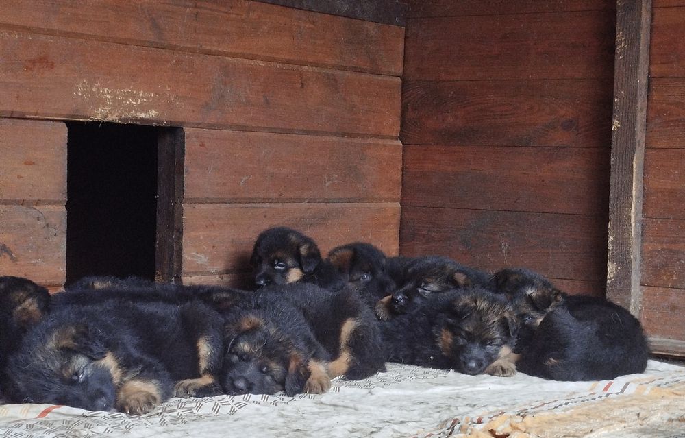Розплідник Німецької вівчарки цуценята