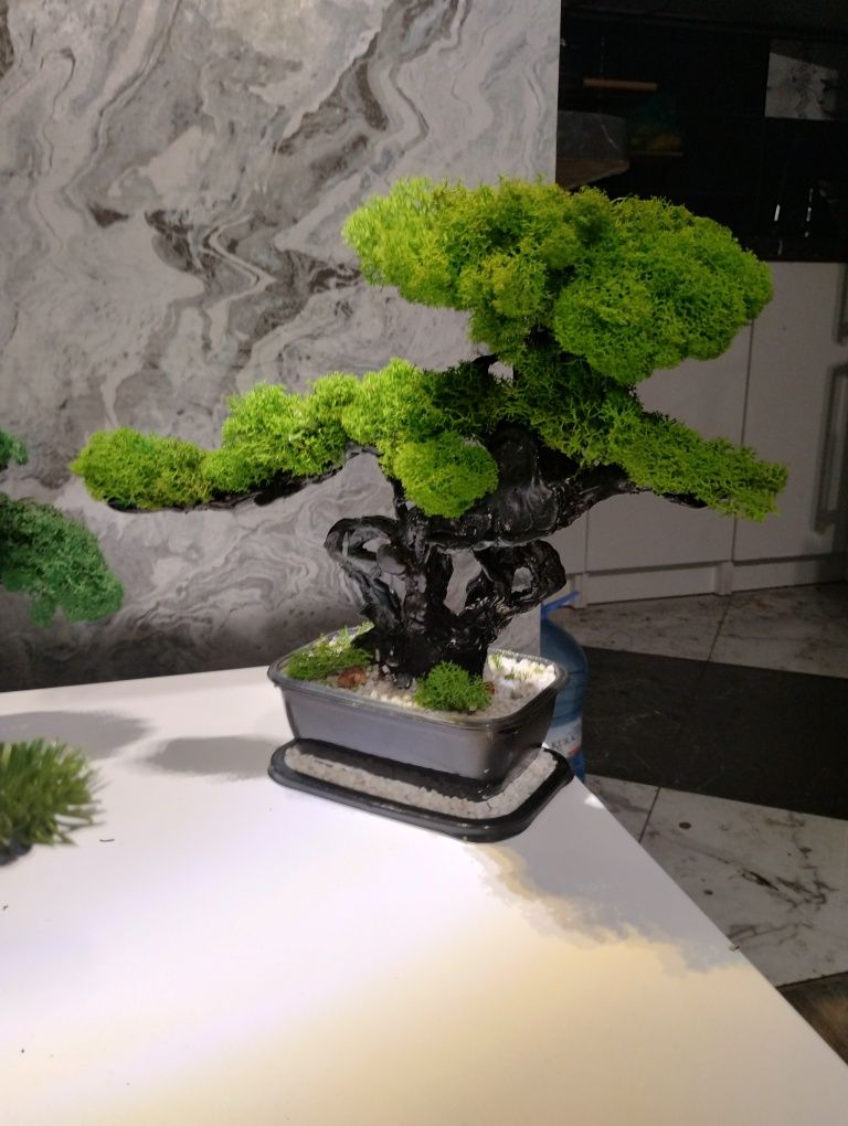 Cudne Bonsai...drzewa