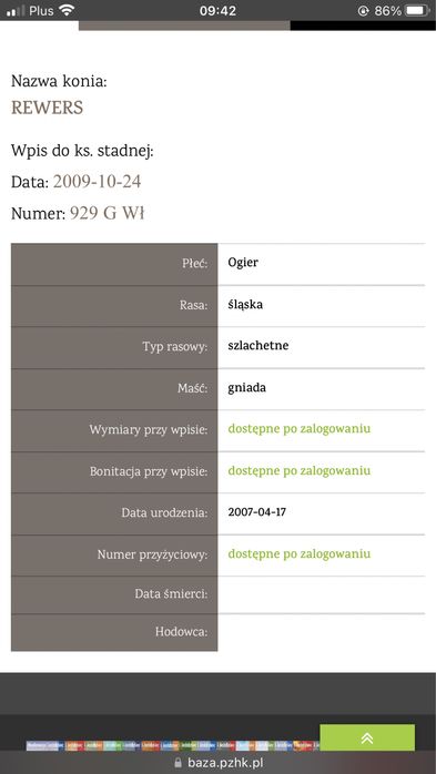Ogier ogierek śląski kon odsadek