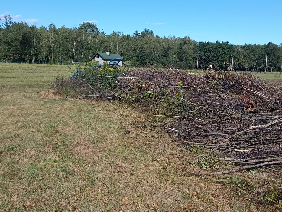 Za darmo gałęzie Rydzów