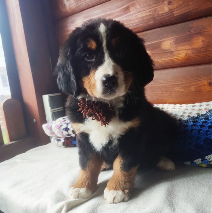 Bernenskie Psy Pasterskie !