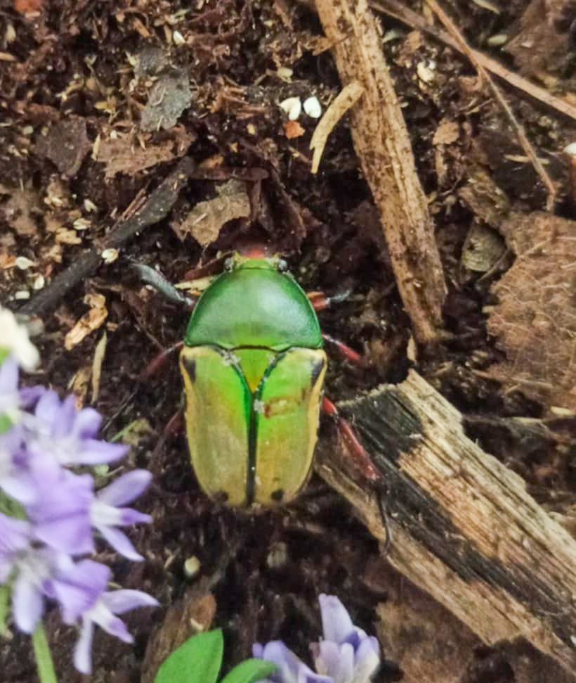 Eudicella loricata l1