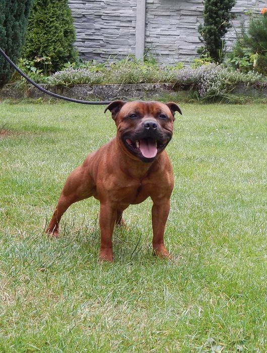 Staffordshire bull terrier staffik sbt zapowiedź