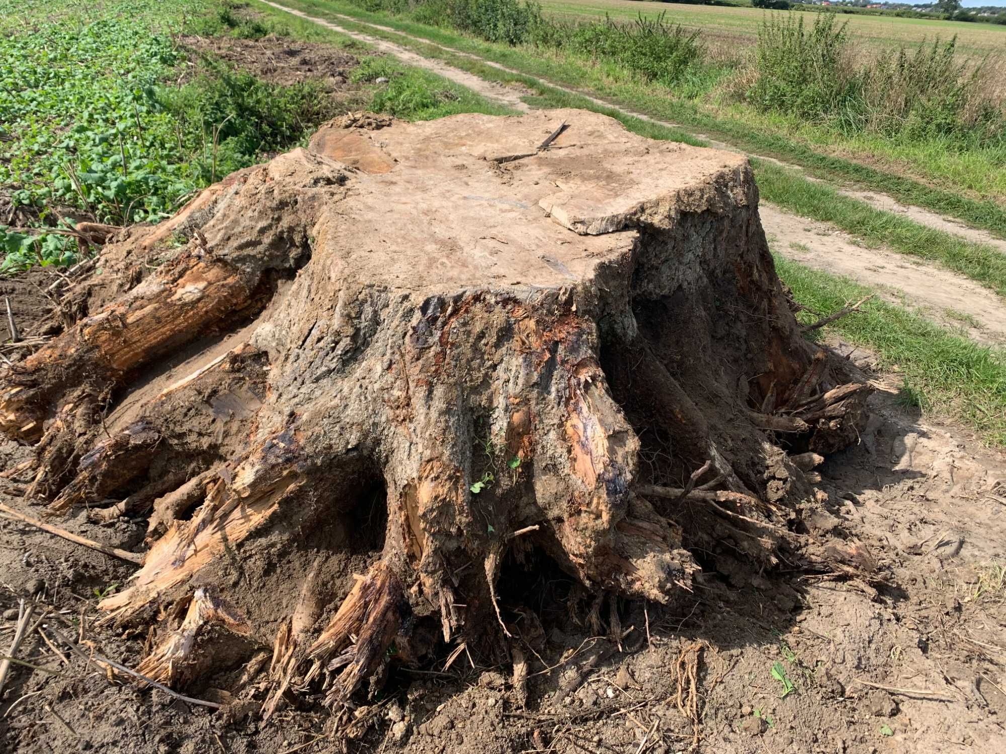 pinek, pień,  korzeń, dąb