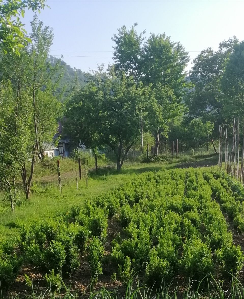 Самшит вічнозелений