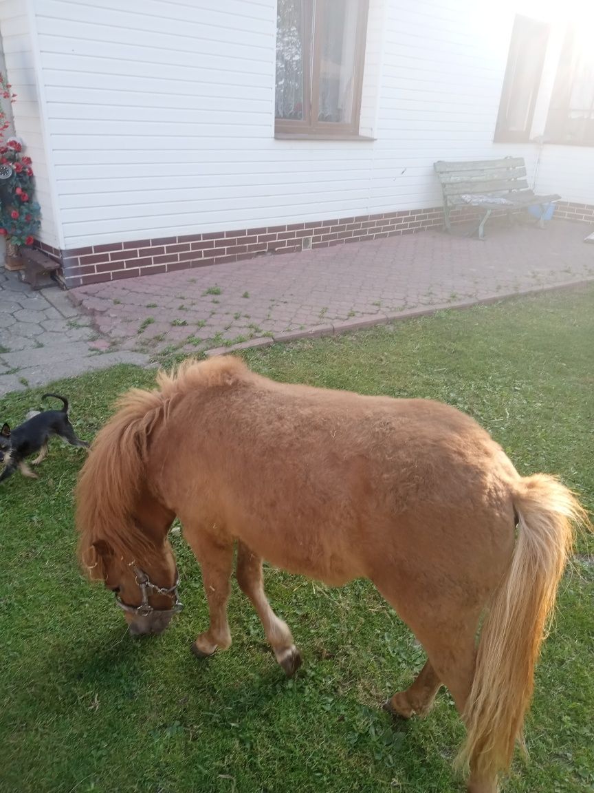 Kucyk klacz 11 miesiecy