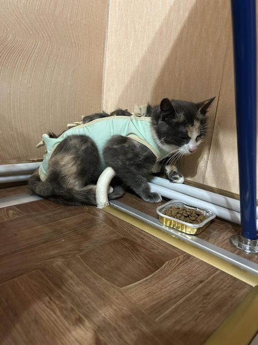 Кішечка молода стерилізована.