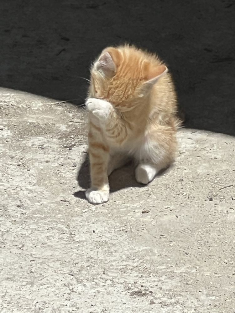 Gata bebe para adoção responsável