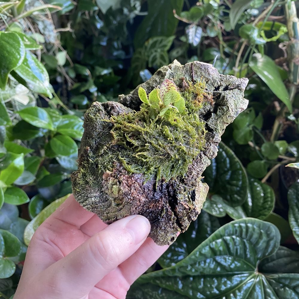 Мініатюрна орхідея Acianthera crinita