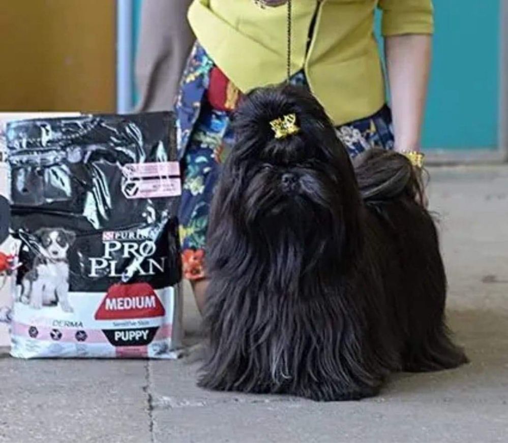 Shih Tzu Zkwp FCI Piesek TEOS brązowo czarny