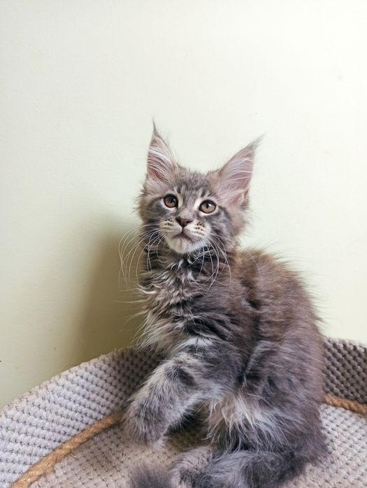 Maine Coon-koteczka po Championie