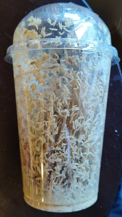 Muszki Drosophila Hydei / Melanogaster + wysyłka + heatpack