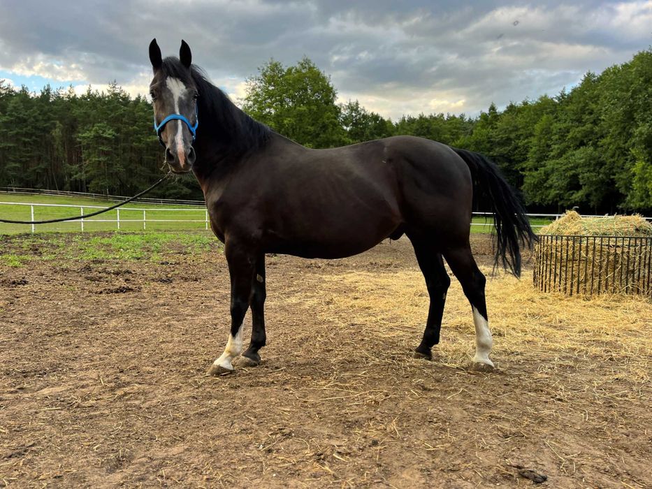 Kare wałachy po oldenburskim Grand Master