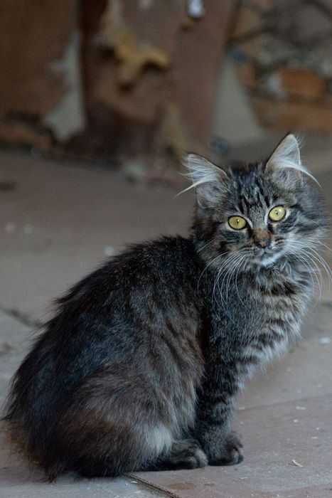 Кошеня. Киця 4 міс.