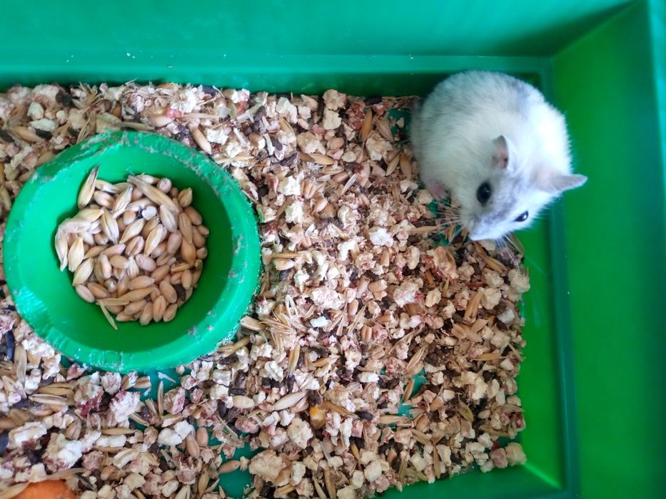 Хомячки Кременчуг