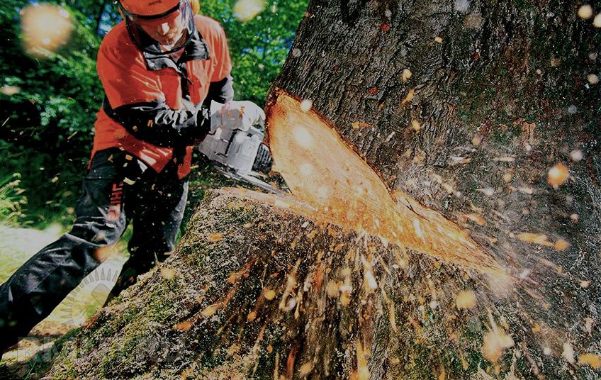 Wycinka drzew Czyszczenie działek Usługi rębakiem