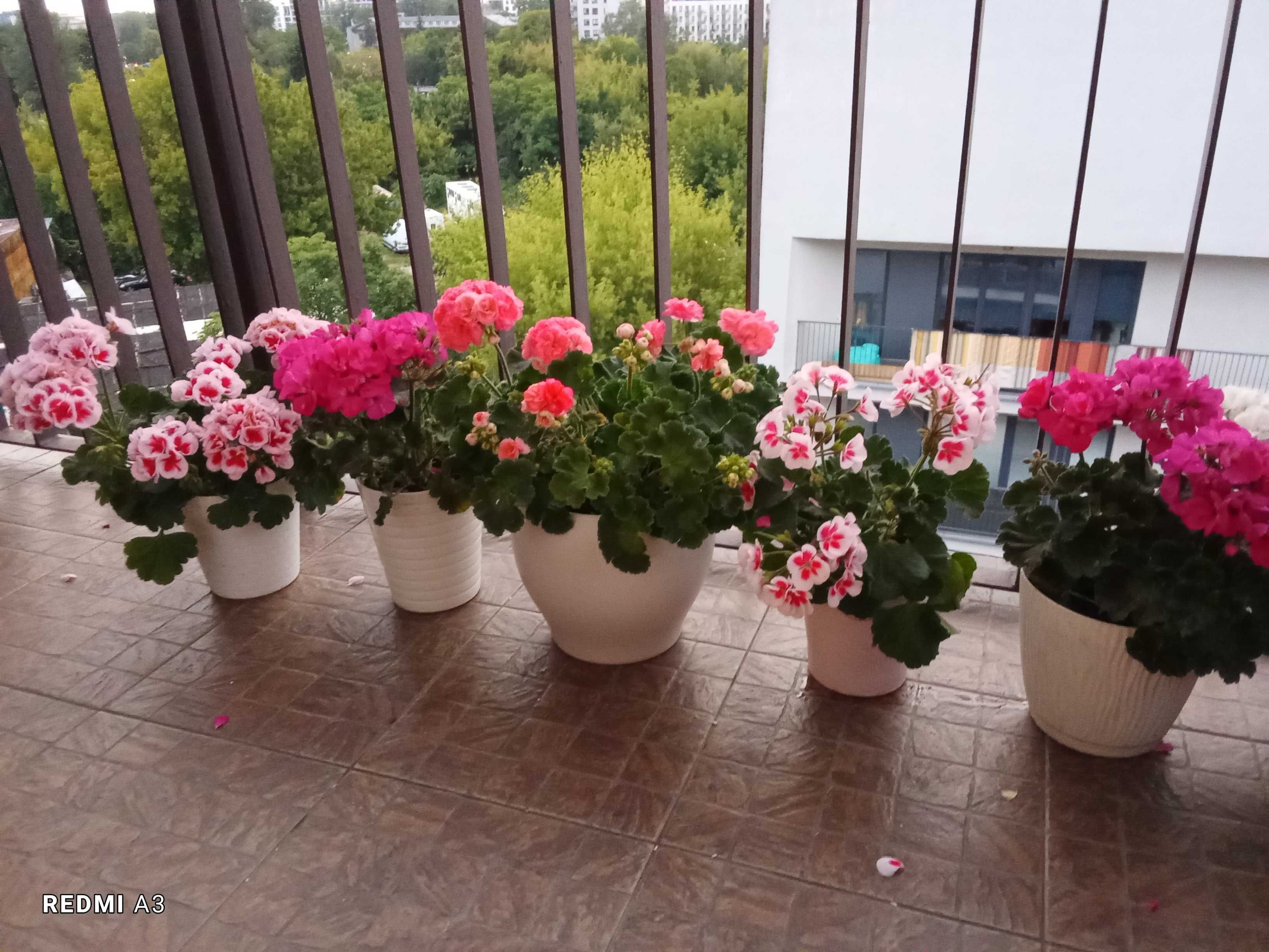 Wino, ceramiczna doniczka, balkon, weranda, pelargonie, PILNE