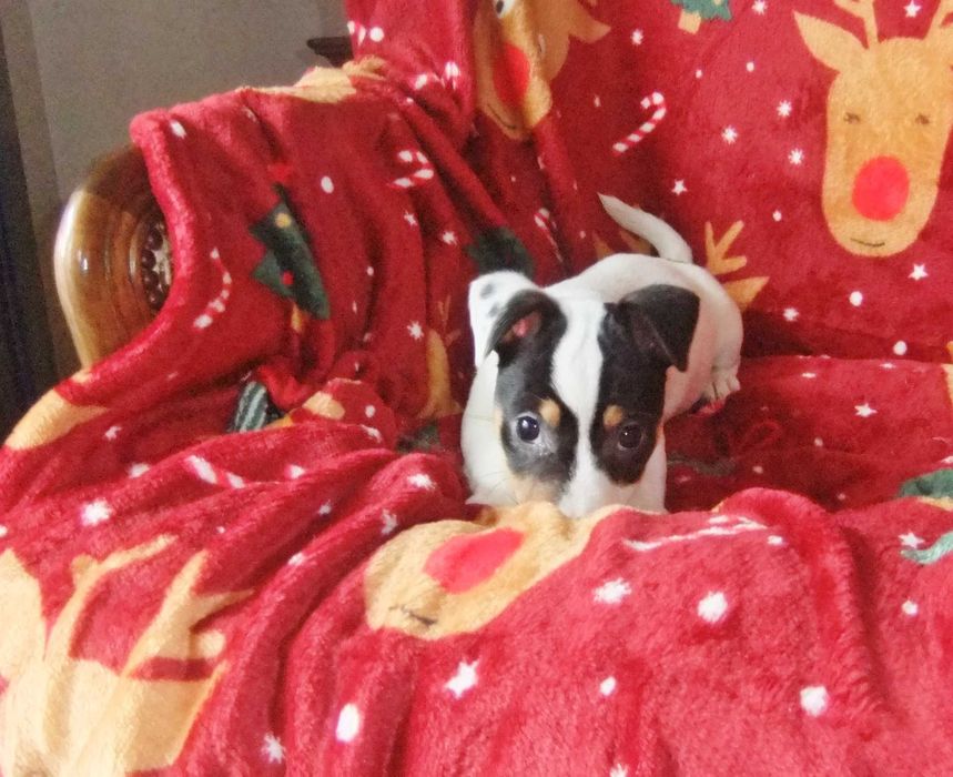 Jack Russel Terrier Fêmea