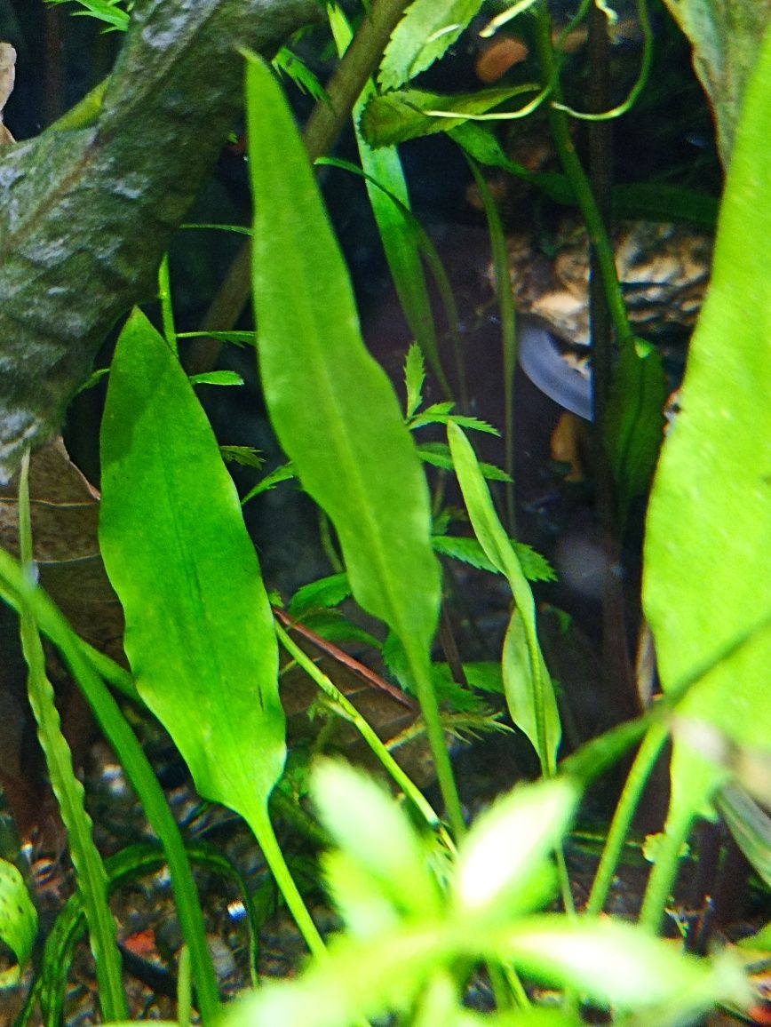 Cryptocoryne ciliata