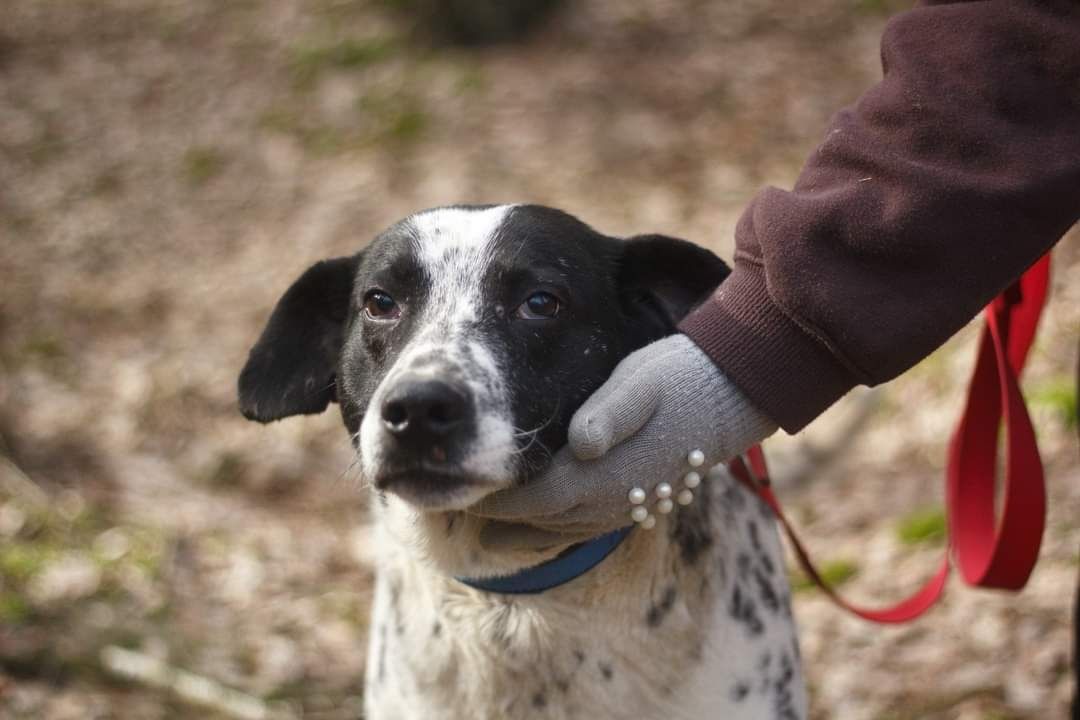 Cudowny Ambaras czeka na swój dom!