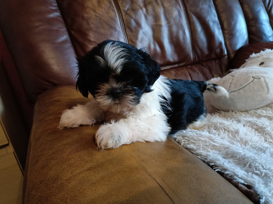 Suczka Shih Tzu gotowa na odbiór