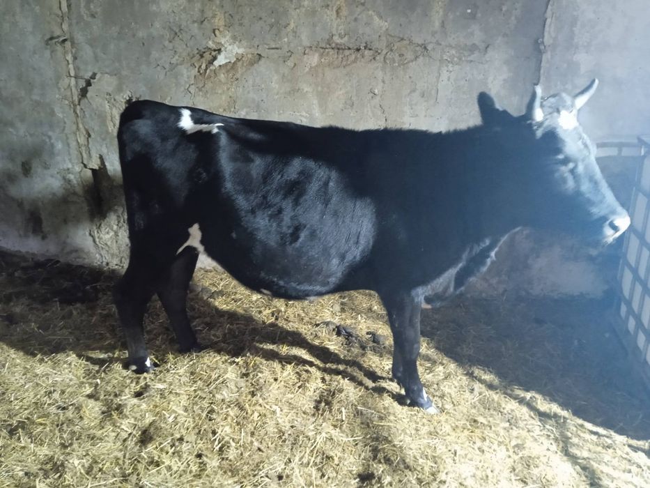 Продам Нетель голштина 5 мес берем