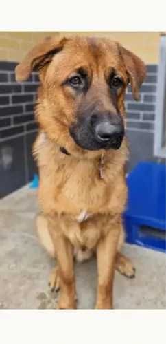 Ramzes - duży szczeniak w typie owczarka niemieckiego szuka domu