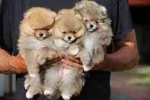 Szpic Miniaturowy  Pomeranian