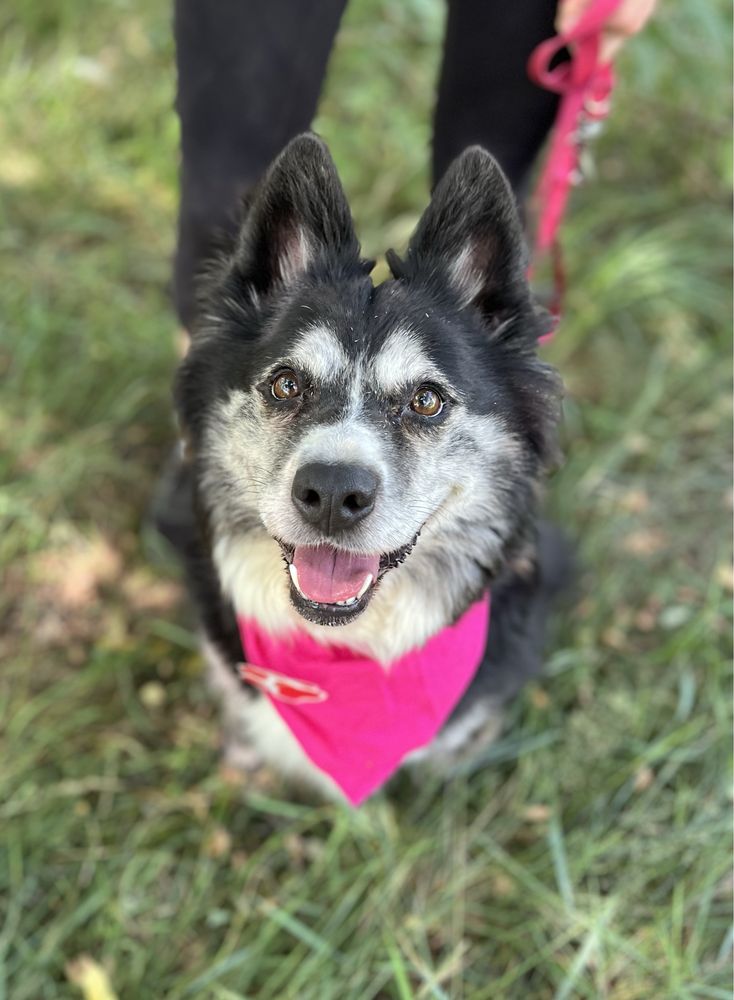 Hawana w typie husky do adopcji