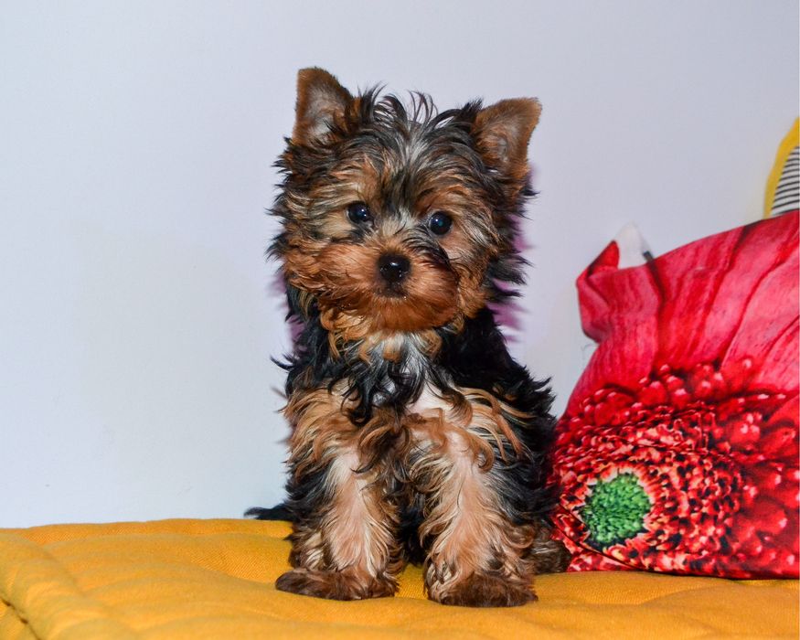 Yorkshire Terrier szczenię ZHPR śliczna mini.