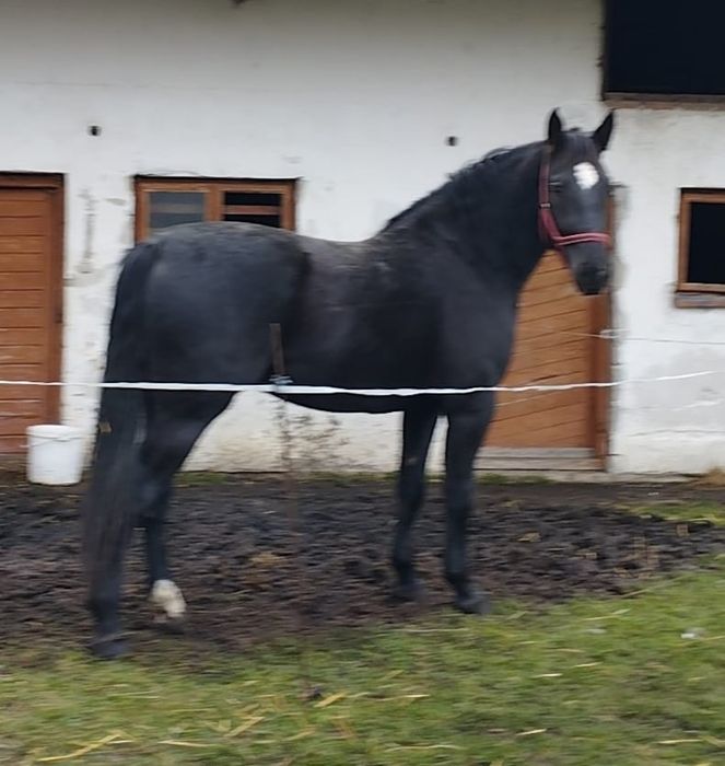 Klacz śląska 3,5 lata program po Derkosie