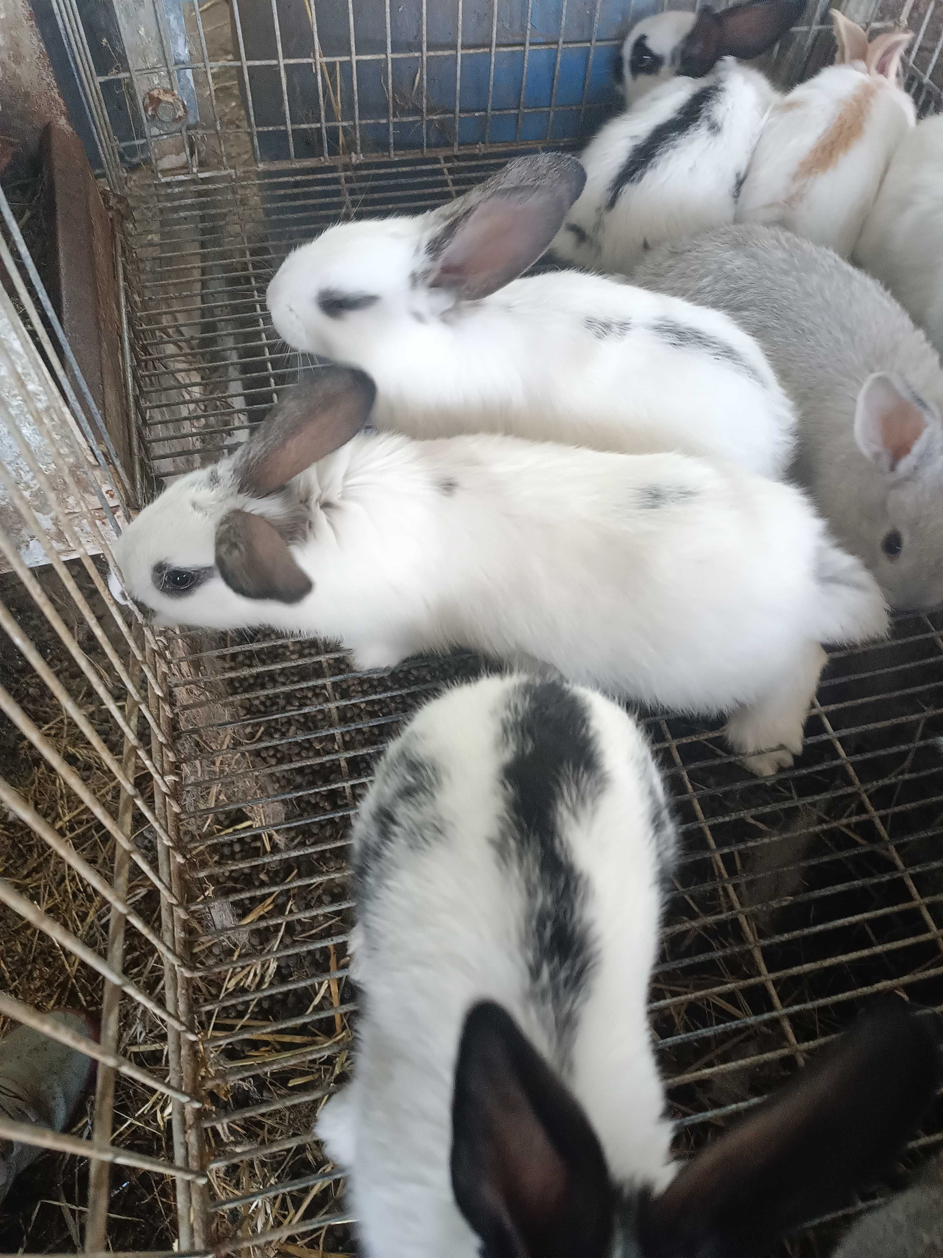 Coelhos lindos para venda