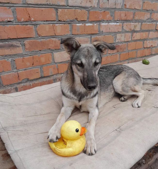 Цуценята в добрі руки