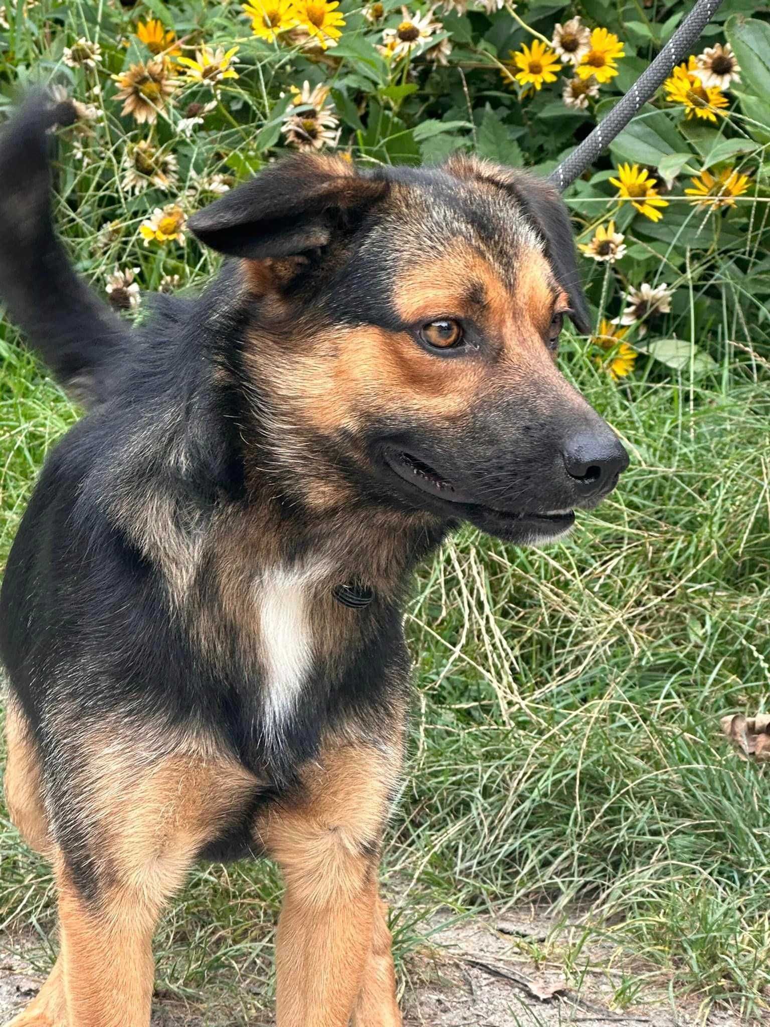 Malcolm - psiak do adopcji