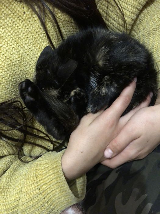 Віддам в добрі руки кицю 3-4 місяці