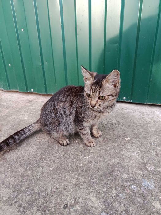 Кошеня в добрие руки.