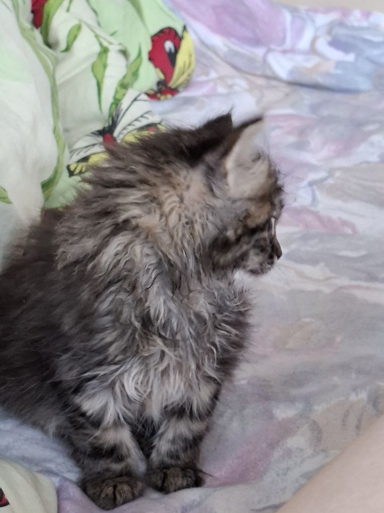 Кошеня -дівчинка