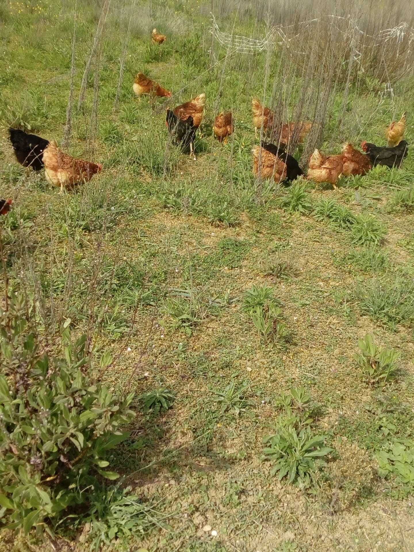 Ovos Caseiros de galinhas ar livre