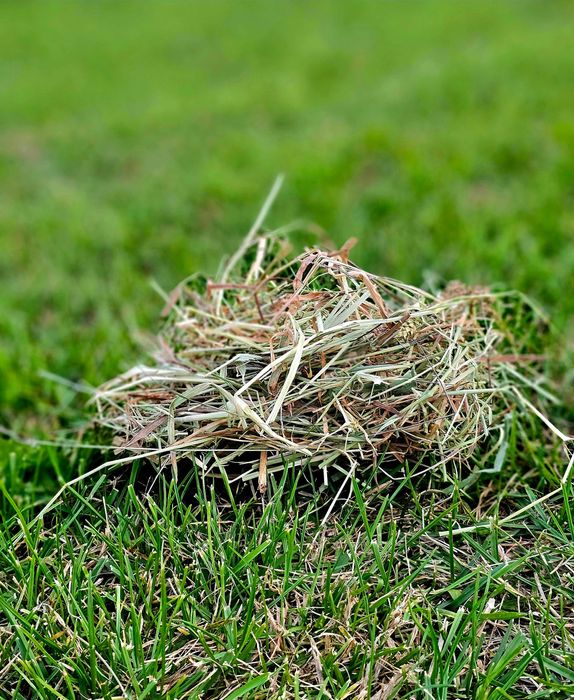 Siano dla chomika łąkowe z pierwszego pokosu 500g drobna frakcja