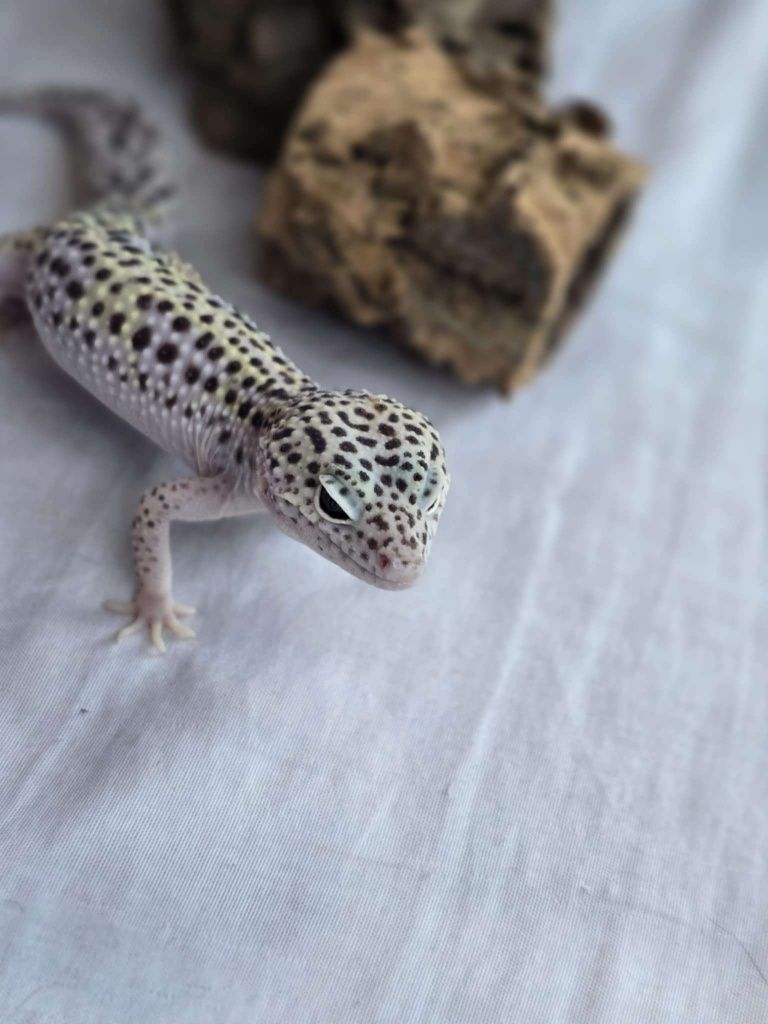 Gekon Lamparci samiec Ghost Jungle