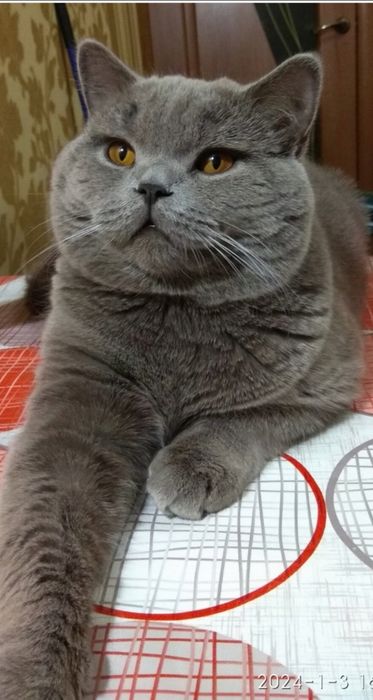 Гарний котик на вязку