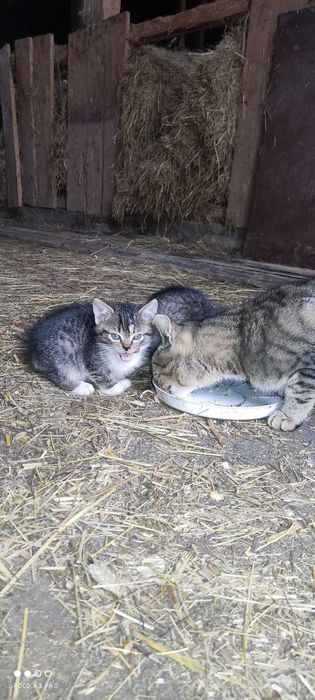 Oddam kotki w dobre rece