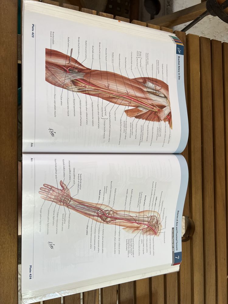Atlas Netter Medicina Humano Livro de Anatomia 7ª Edição