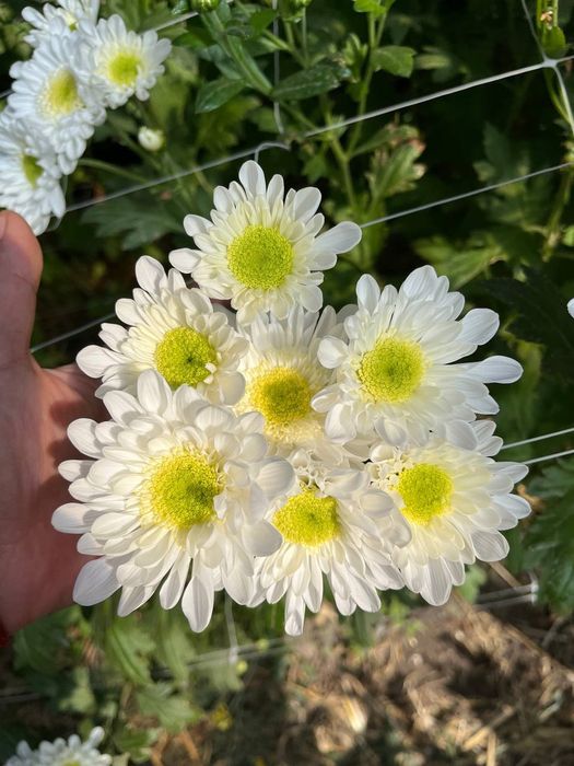 Хризантема на зріз,маточники