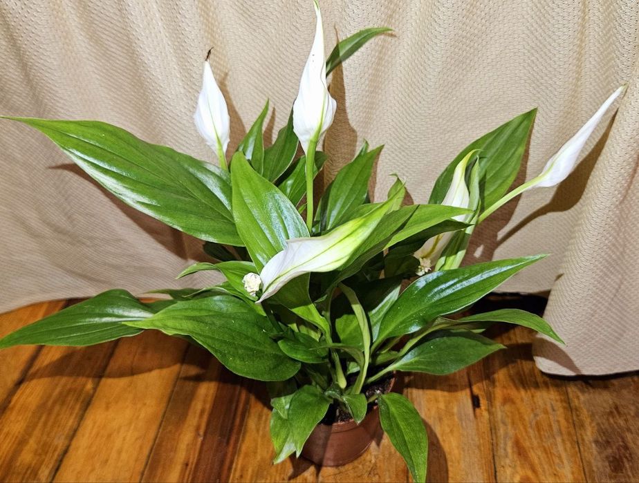Спатифілум, з квітами.