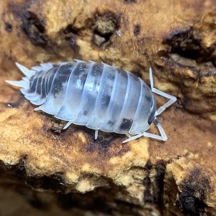 Porcellio leavis Dairy Cow - prosionki